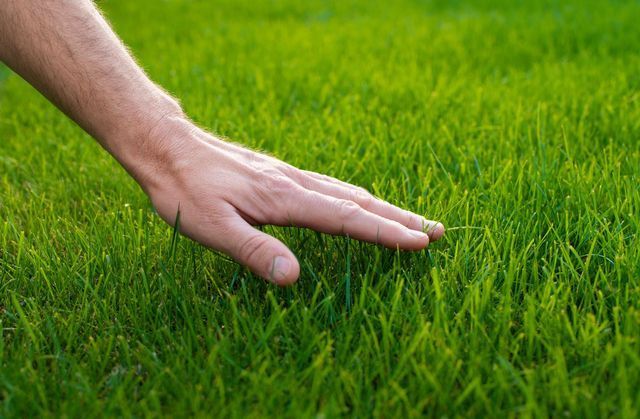 Hand touching lush green grass outdoors