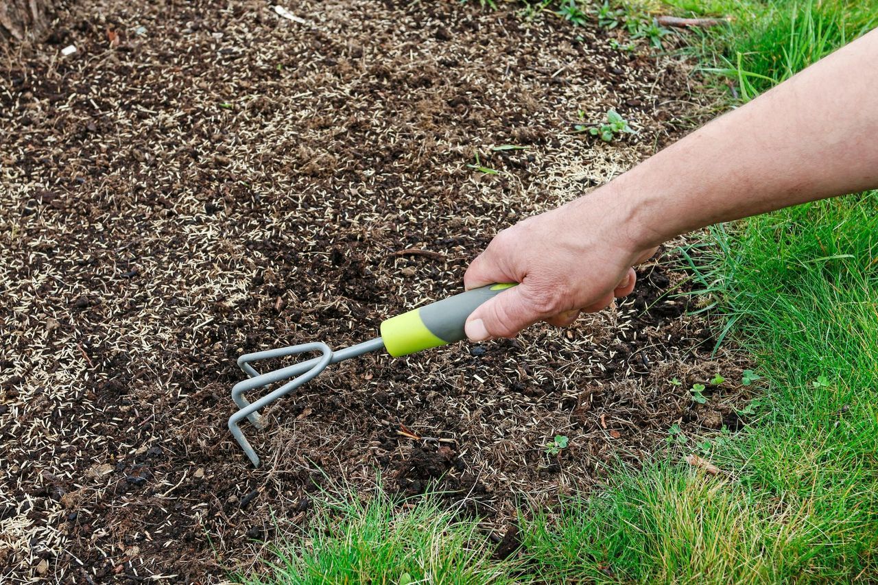 Hand raking mulch into a garden bed beside green grass