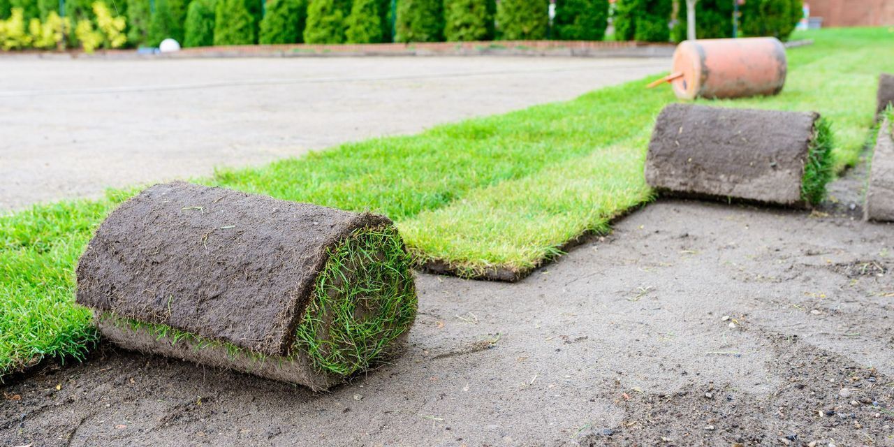 Rolled sod turf laid on a dirt path beside a green lawn