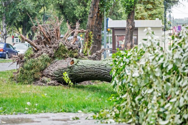 Uprooted tree trunk and branches lying in a grassy park near a sidewalk after storm damage
