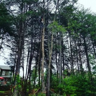 Tall pine trees in a forest with a small building partly visible at the lower left.
