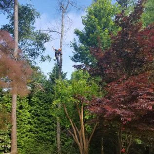 Person climbing a tall tree in a lush garden with green and red foliage