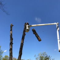 tree trimming