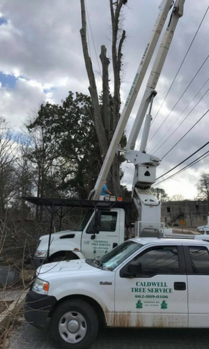 tree trimming