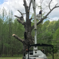 tree services