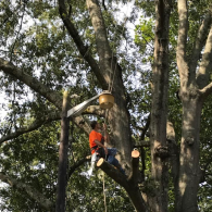 tree removal