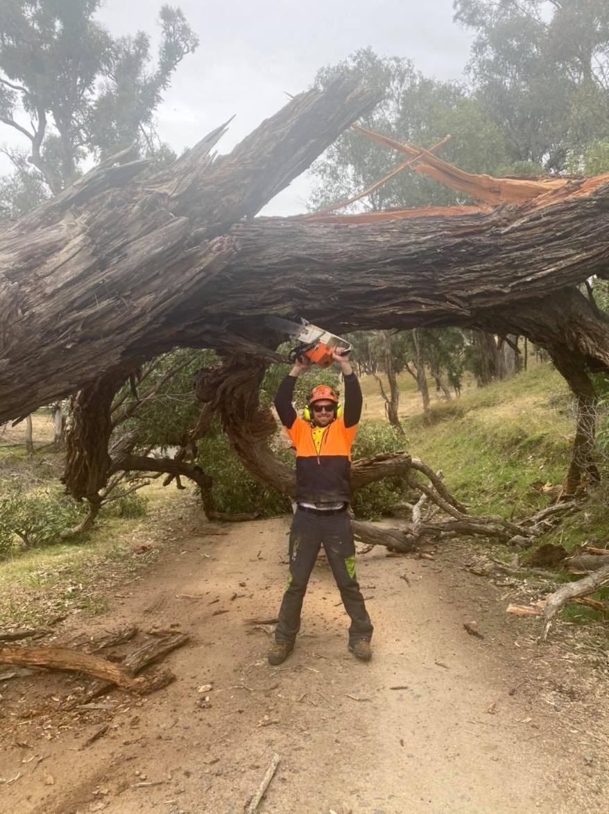A Man Is Standing Under A Fallen Tree With A Chainsaw — Caterpillar Tree Services In Daruka, NSW