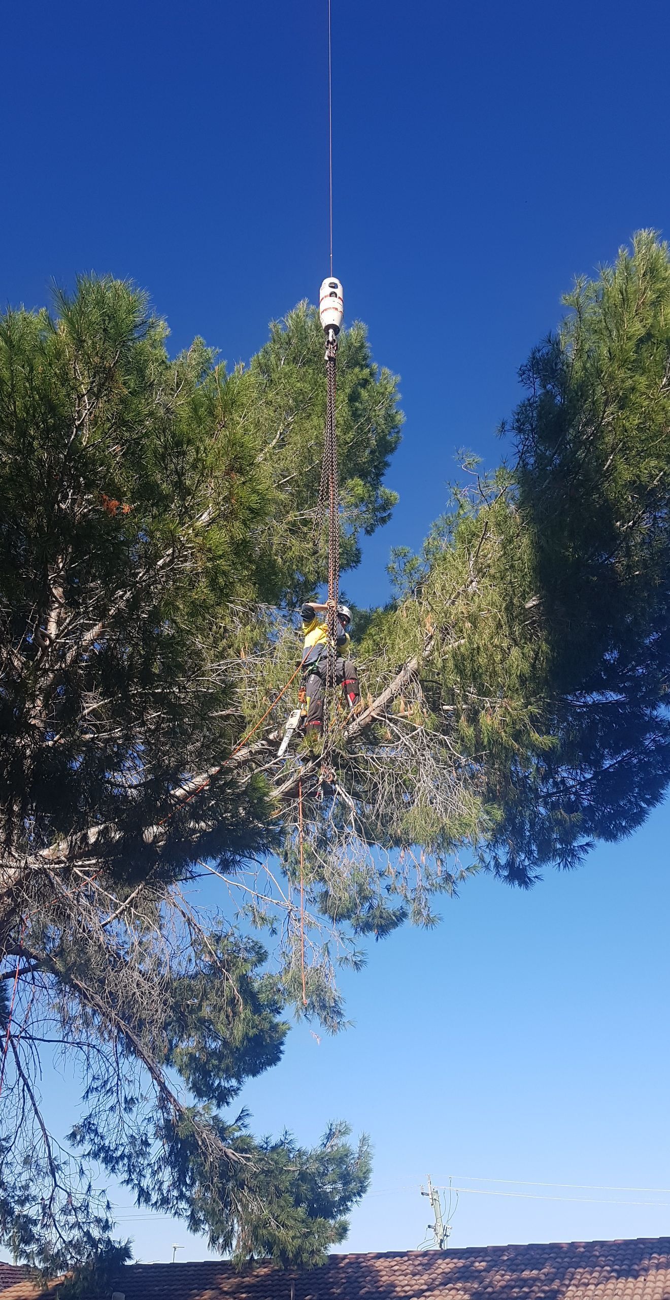 A Person Is Cutting A Tree While Hanging — Caterpillar Tree Services In Daruka, NSW