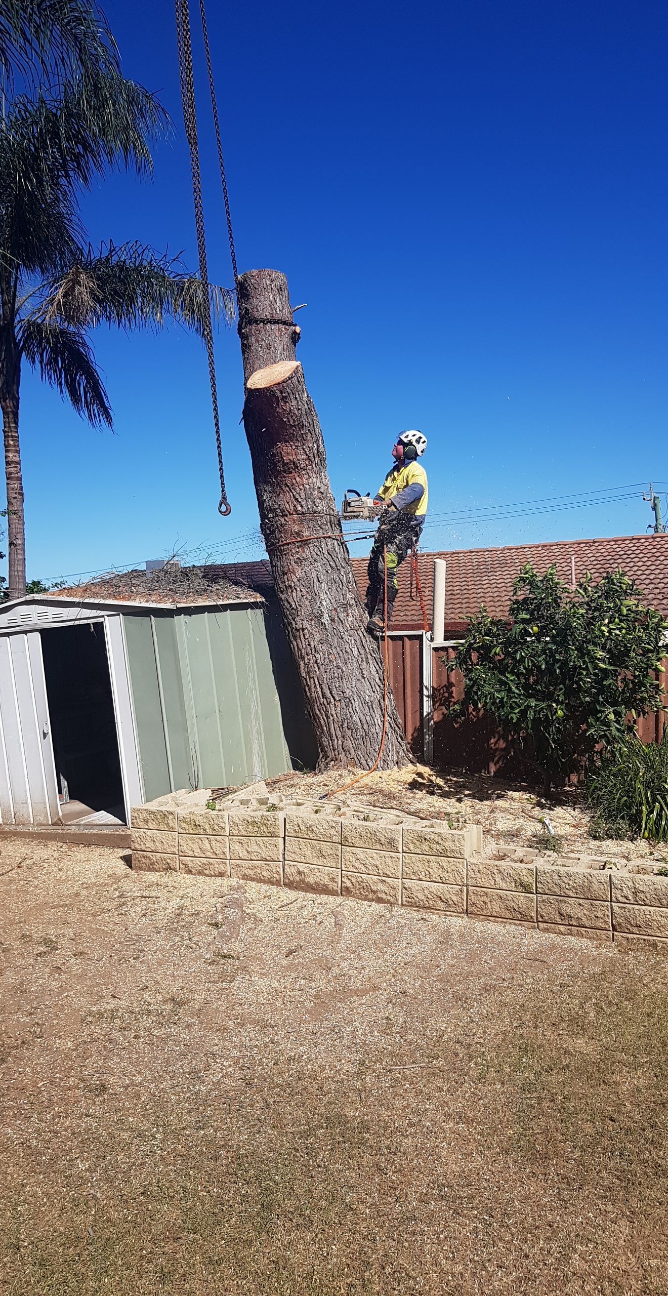 A Man Is Cutting Down A Tree With A Chainsaw — Caterpillar Tree Services In Daruka, NSW