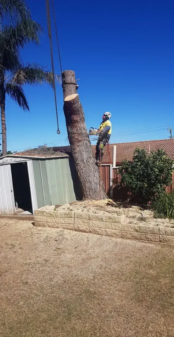 A Man Is Cutting Down A Tree With A Chainsaw — Caterpillar Tree Services In Daruka, NSW