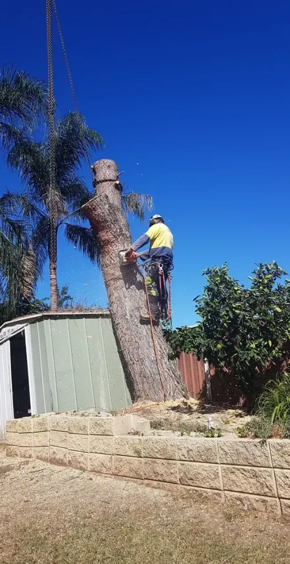 A Man Is Cutting Down A Tree With A Chainsaw — Caterpillar Tree Services In Daruka, NSW