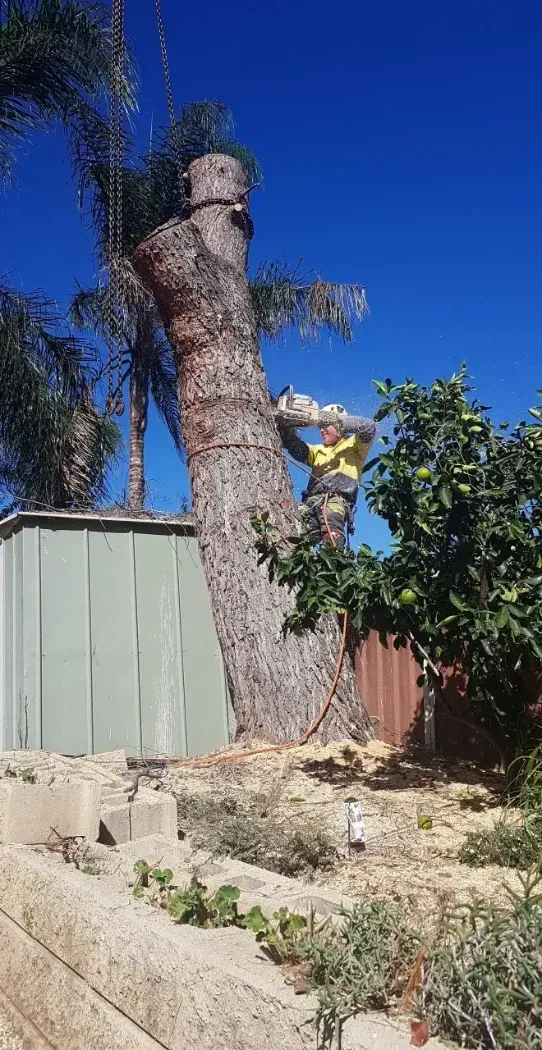 A Large Tree Is Being Cut Down In A Backyard — Caterpillar Tree Services In Quirindi, NSW