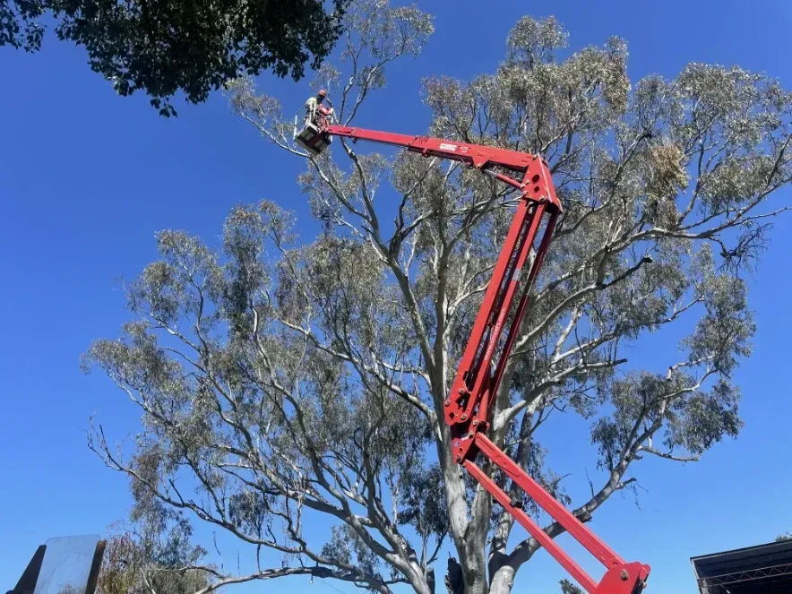 A Red Crane Is Cutting A Tree With A Blue Sky In The Background — Caterpillar Tree Services In Daruka, NSW
