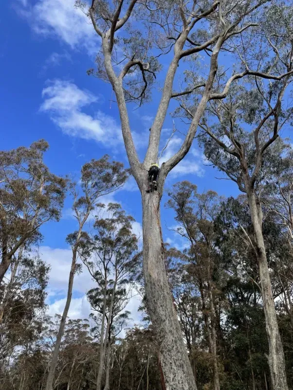A Tree In The Middle Of A Forest With A Blue Sky In The Background — Caterpillar Tree Services In Daruka, NSW