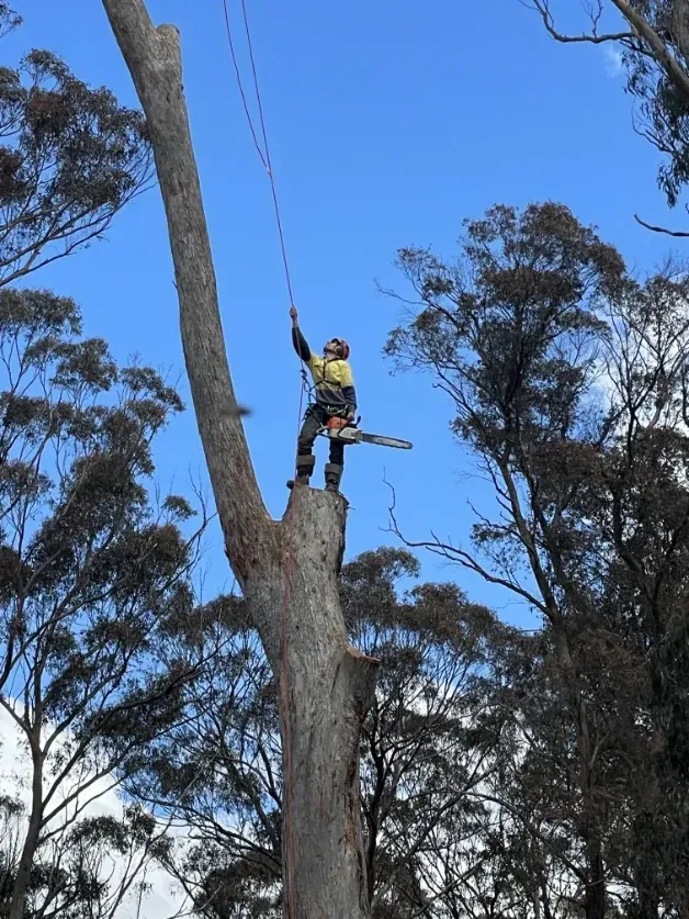 A Man Is Climbing A Tree With A Chainsaw — Caterpillar Tree Services In Armidale, NSW