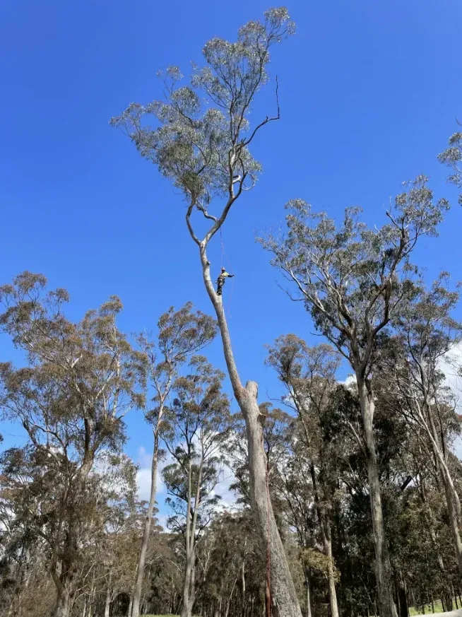 A Tree In The Middle Of A Forest With A Blue Sky In The Background — Caterpillar Tree Services In Gunnedah, NSW