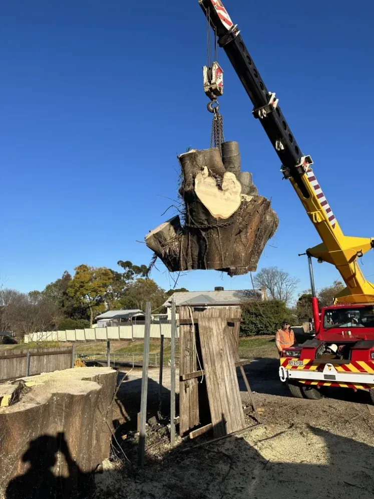 A Large Tree Stump Is Being Lifted By A Crane — Caterpillar Tree Services In Barraba, NSW