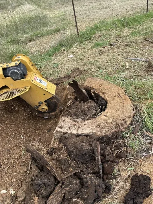 A Stump Grinder Is Being Used To Remove A Tree Stump — Caterpillar Tree Services In Daruka, NSW