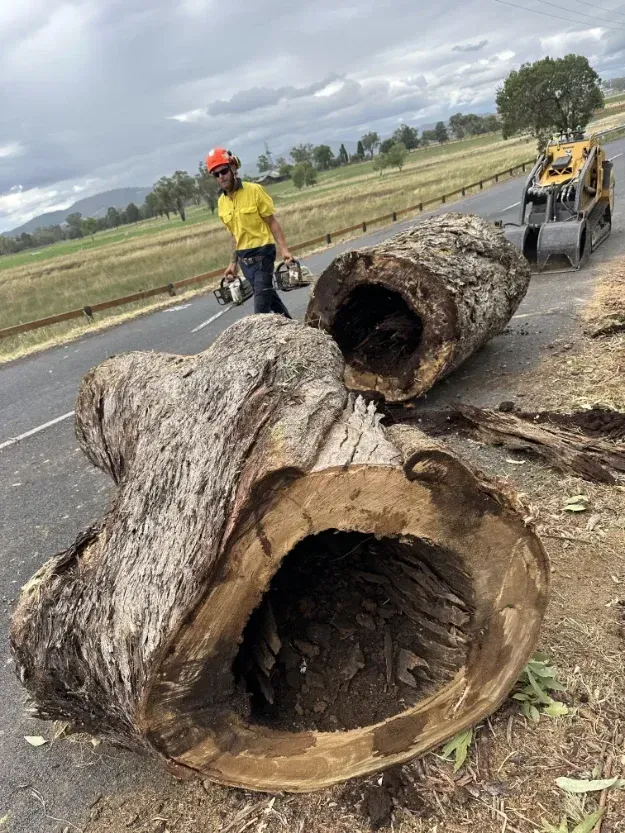 A Man Is Standing Next To A Large Log On The Side Of The Road — Caterpillar Tree Services In Armidale, NSW