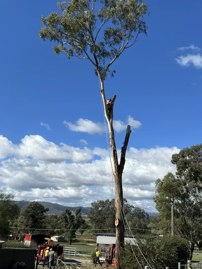 A Man Is Climbing A Tree With A Chainsaw — Caterpillar Tree Services In Daruka, NSW