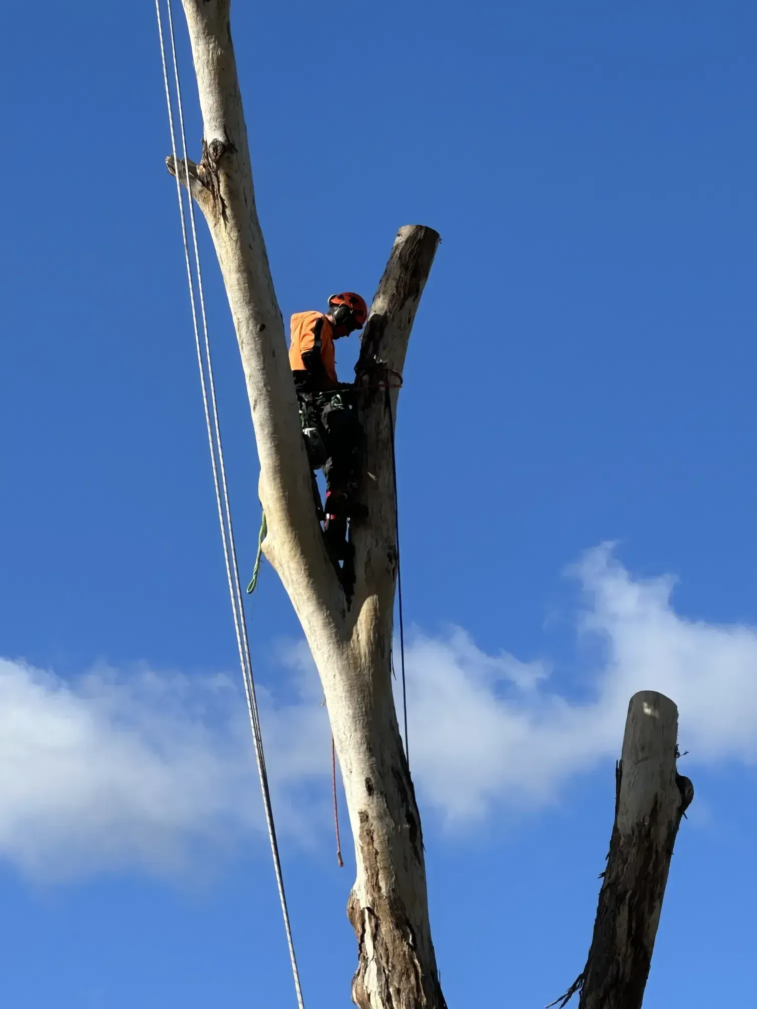 A Man Is Climbing A Tree With A Blue Sky In The Background — Caterpillar Tree Services In Daruka, NSW