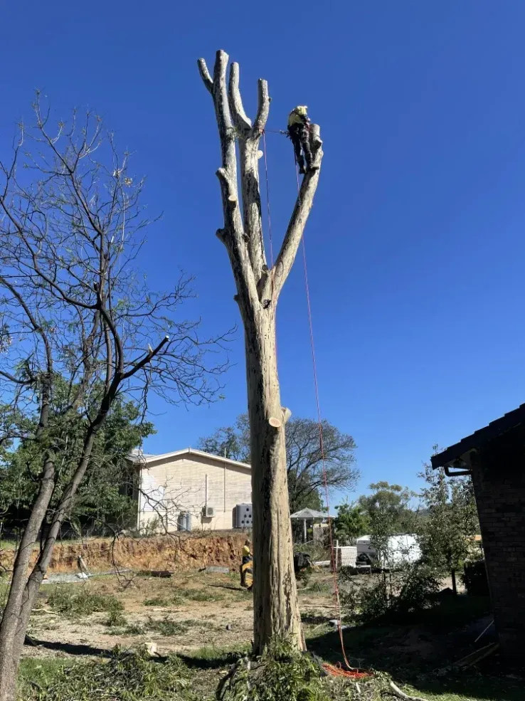 A Man Is Climbing A Tree In Front Of A House — Caterpillar Tree Services In Barraba, NSW