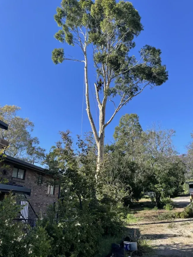 A Man Is Climbing A Tree In Front Of A House — Caterpillar Tree Services In Daruka, NSW
