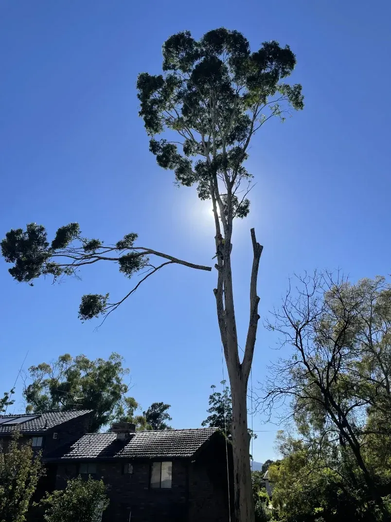 A House With A Large Tree In Front Of It — Caterpillar Tree Services In Quirindi, NSW