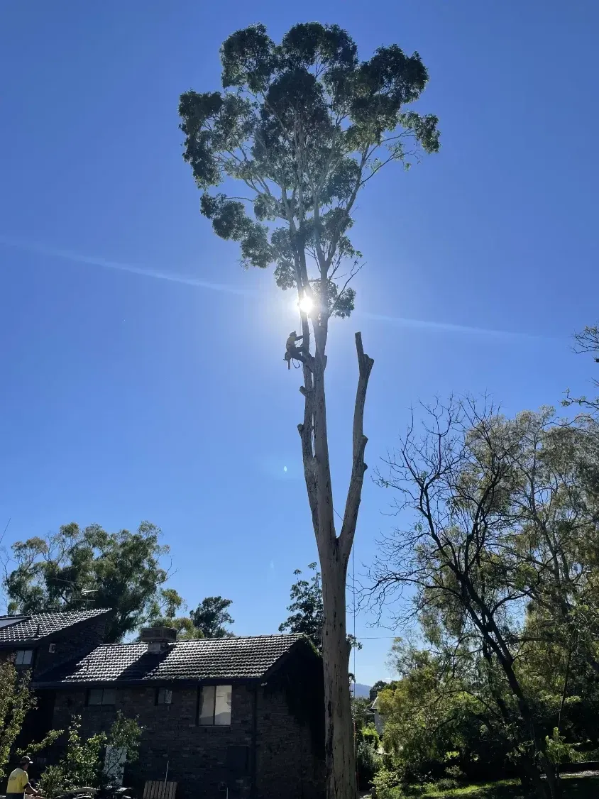 A Large Tree Is Being Cut Down In Front Of A House — Caterpillar Tree Services In Walcha, NSW
