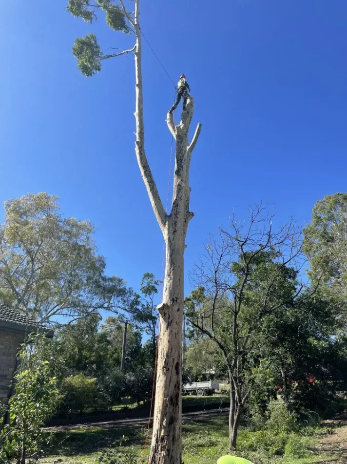 A Man Is Climbing Up The Side Of A Large Tree — Caterpillar Tree Services In Walcha, NSW