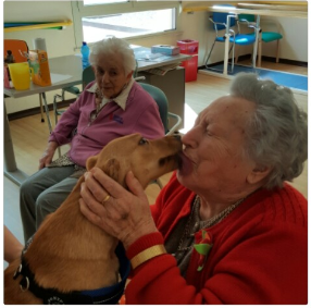 immagine-cane