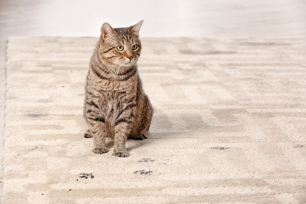 Brown Tabby Cat Sitting on A Light Carpet, Looking Slightly to The Side — Broadbeach Carpet Cleaning In Broadbeach, QLD