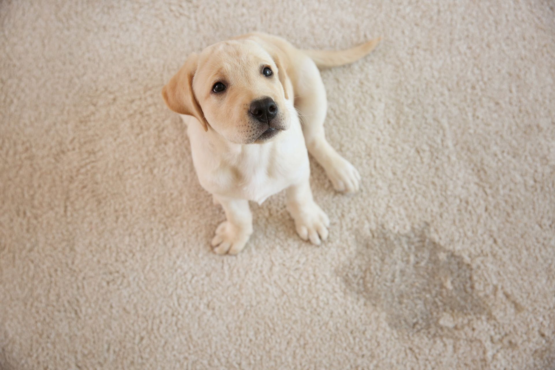 Cream-Colored Puppy Sitting on A Beige Carpet — Broadbeach Carpet Cleaning In Broadbeach, QLD