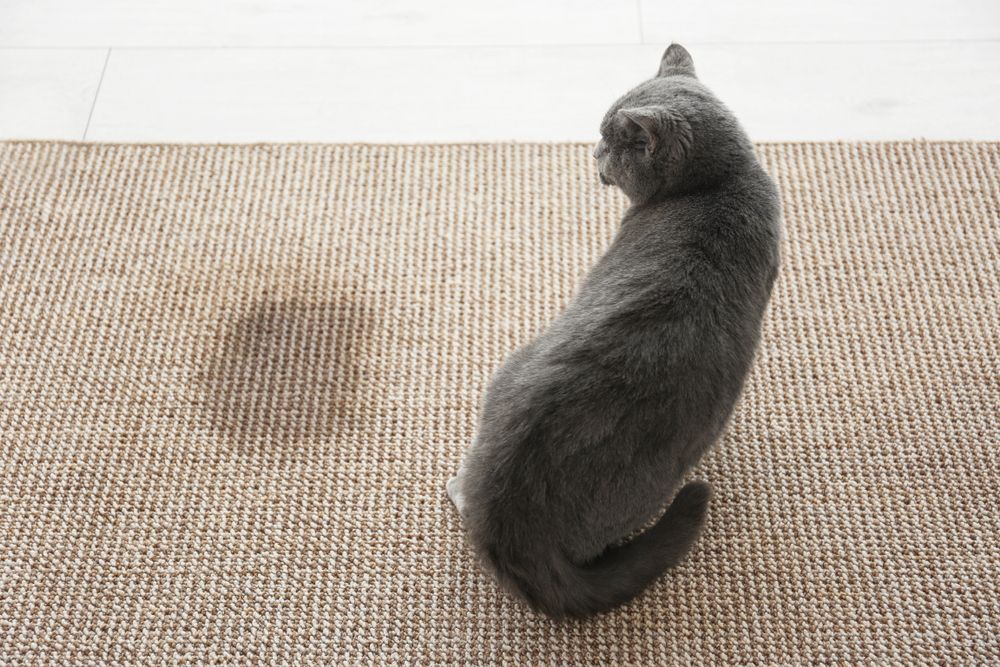 Gray Cat Sitting on A Woven Rug, Looking Over Its Shoulder — Broadbeach Carpet Cleaning In Broadbeach, QLD