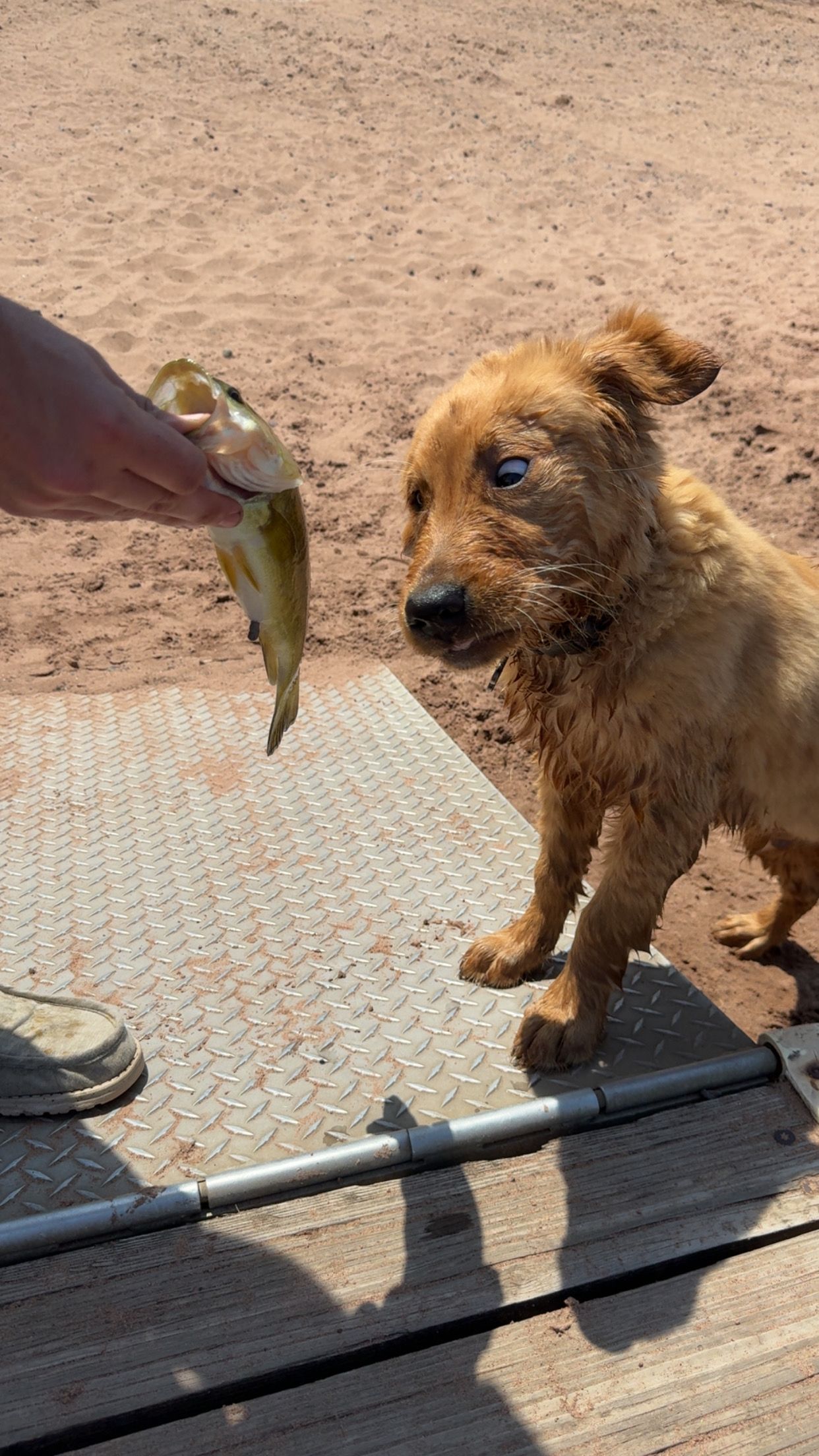 Small scruffy brown dog sniffing a fish held by a person's hand outdoors on a dock