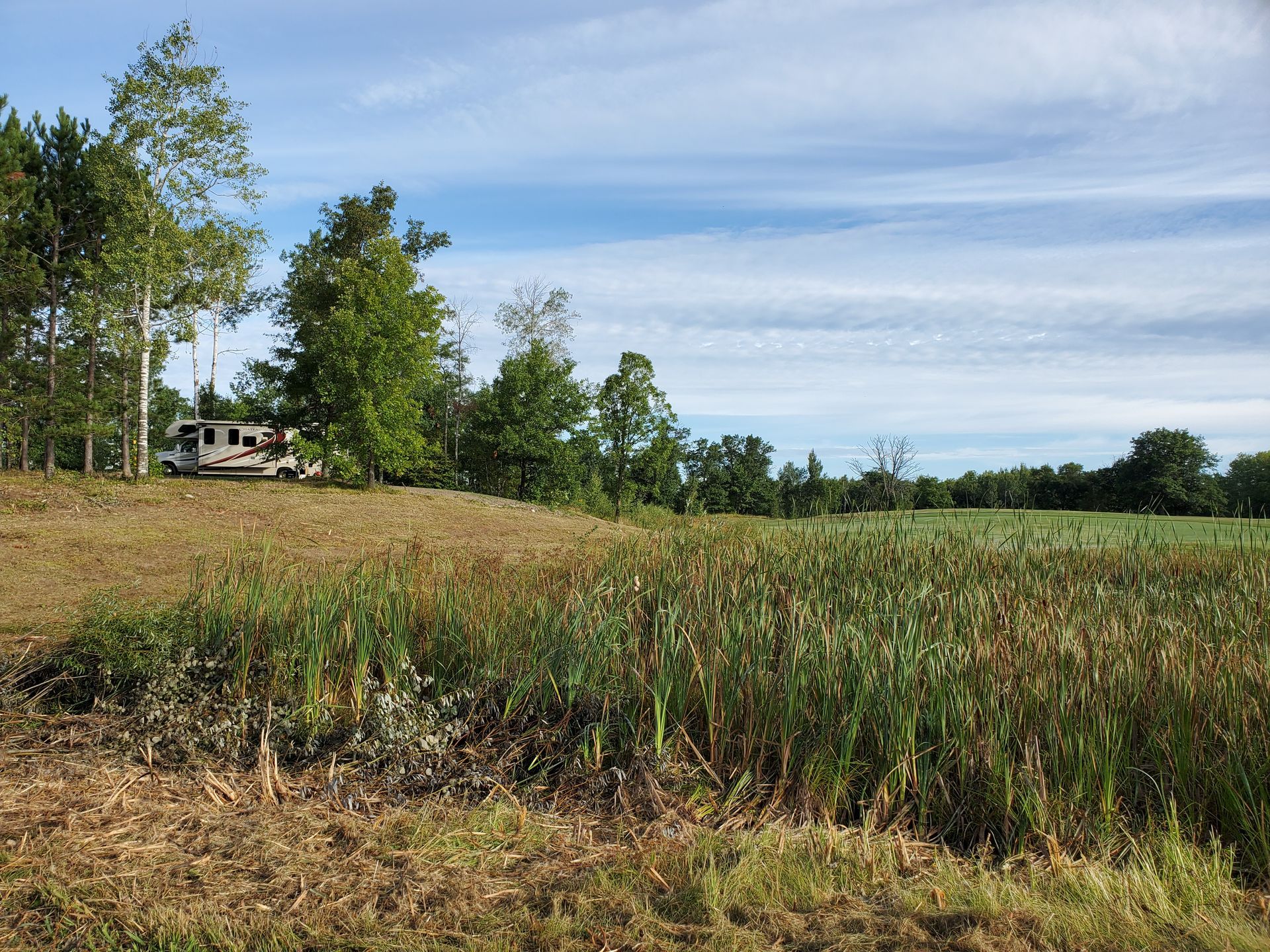 Grassy field with tall reeds, trees, and a small house under a blue sky