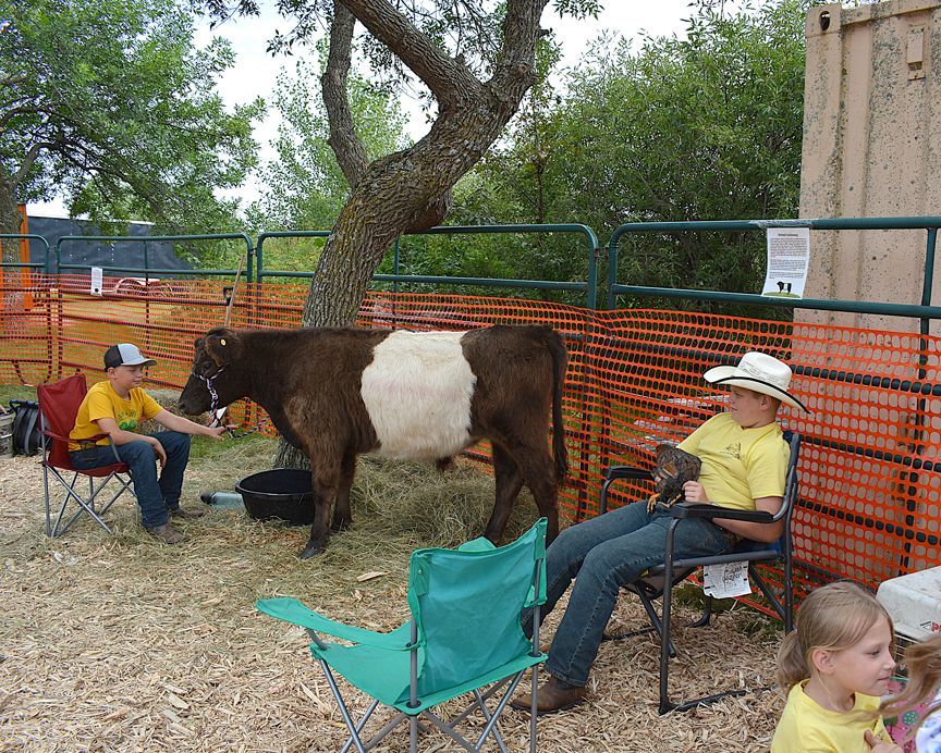 Cow in fenced petting area with two seated people and a child nearby under trees