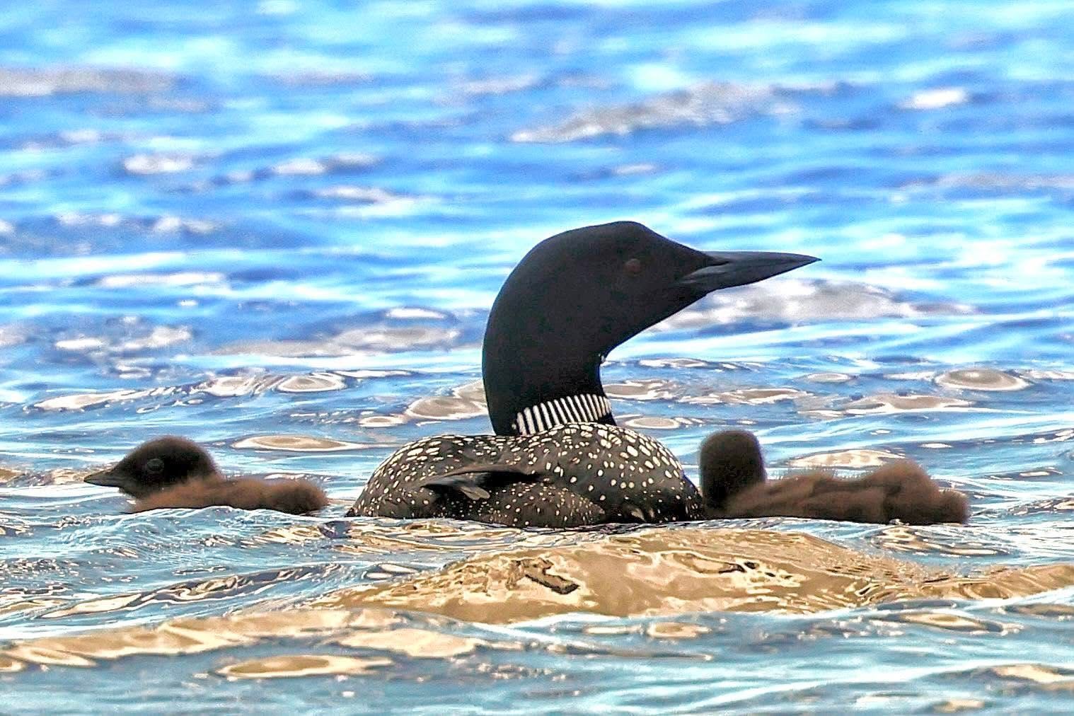 A common loon swimming on blue water with two chicks swimming nearby.