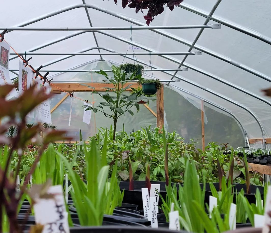 Seedlings and potted plants growing inside a greenhouse with a curved transparent roof.