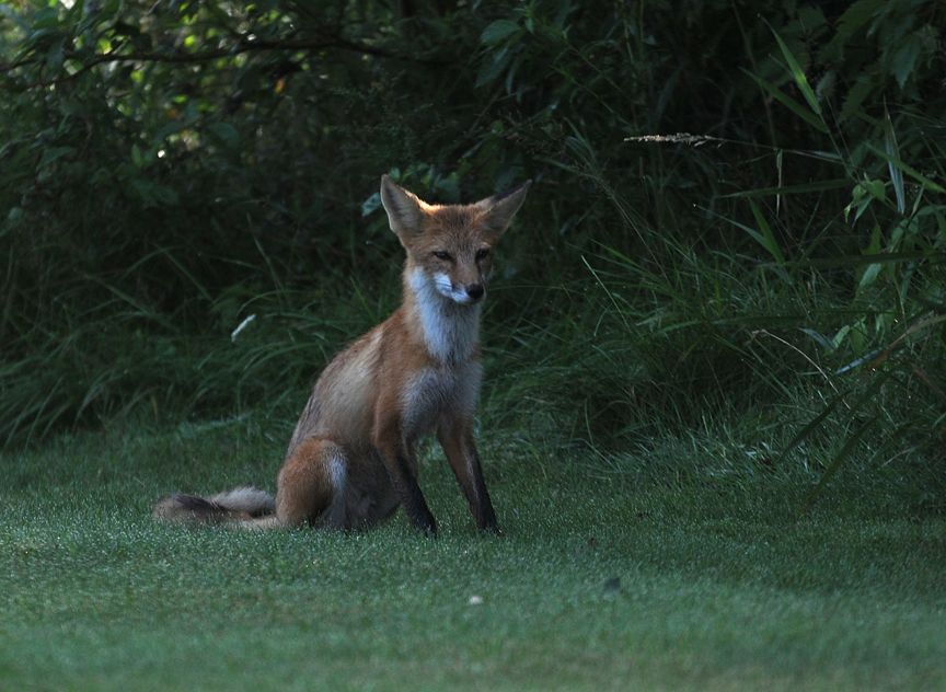 Red fox sitting in grass at the edge of a dark wooded area