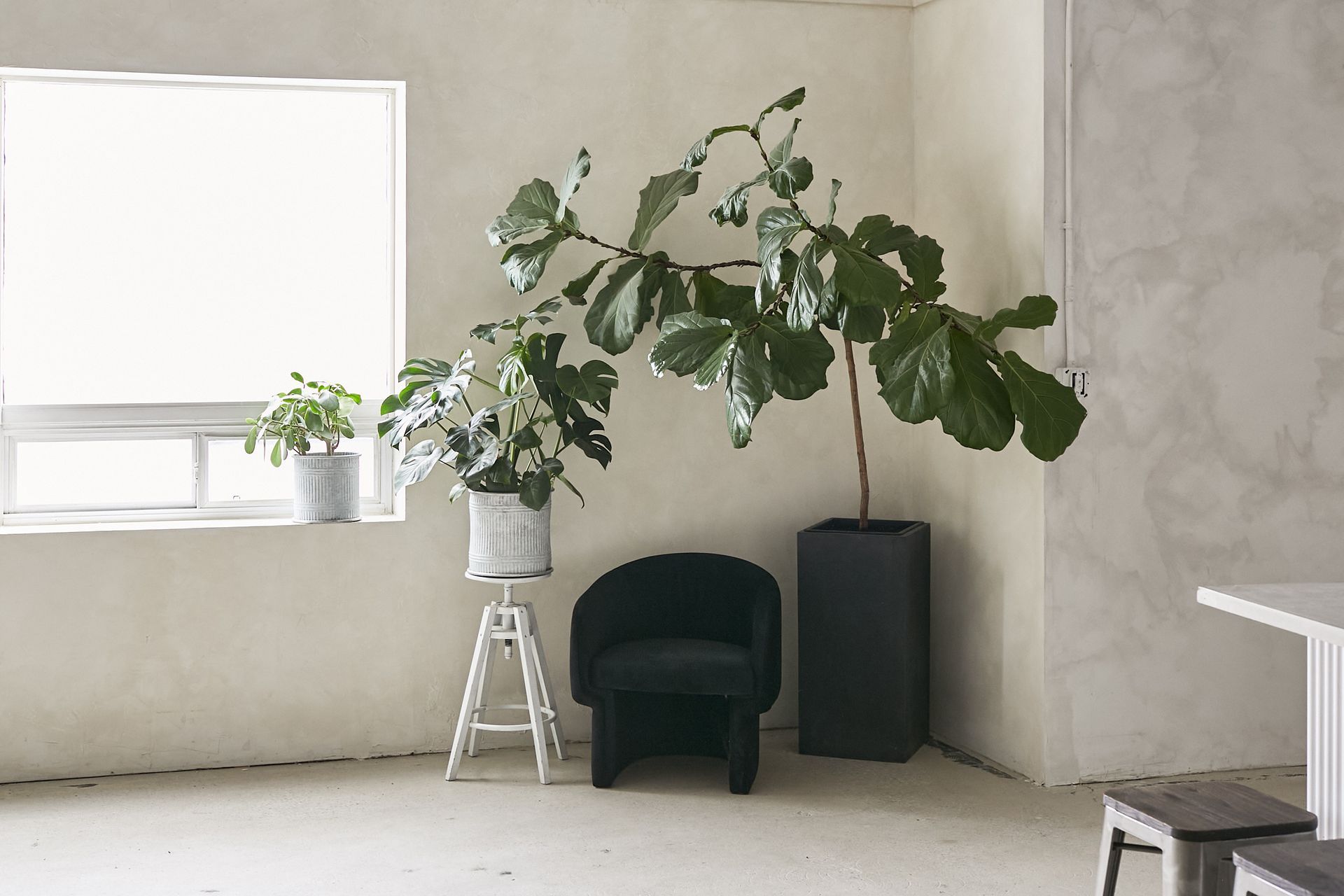 Bright minimalist room with large potted plants, a chair, and a window