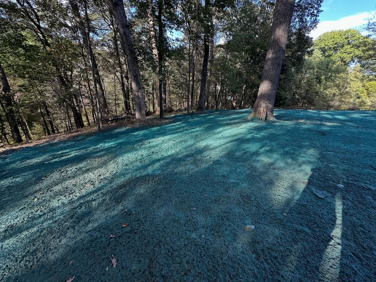 Blue gravel path through a wooded park with tall trees and sunlight shadows