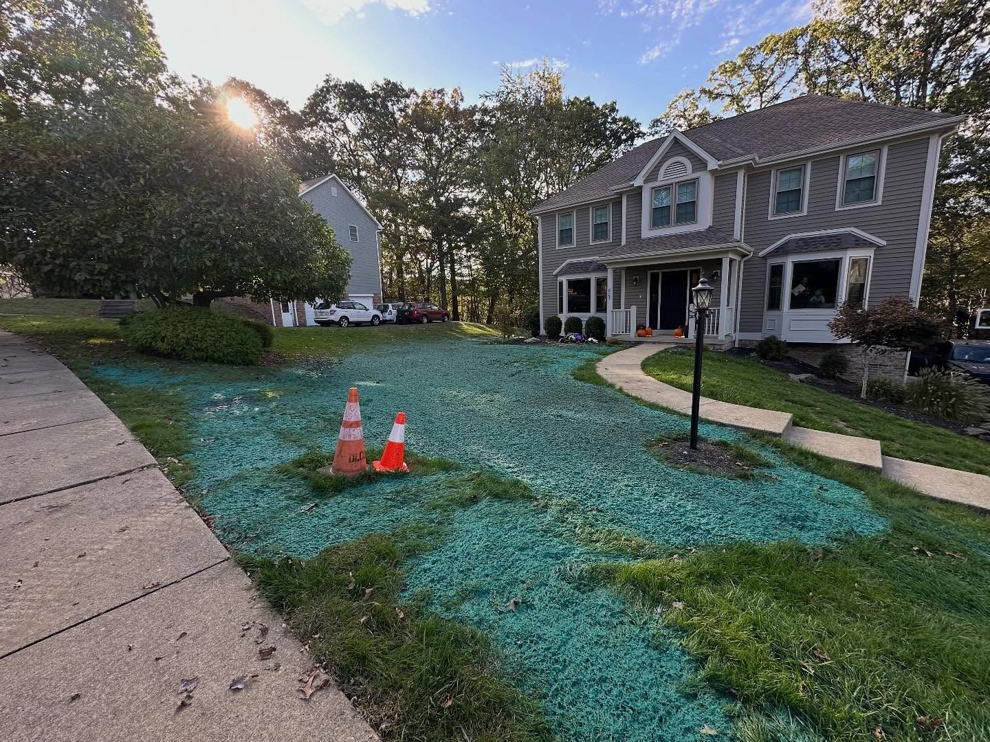 Front yard with blue dyed grass, two orange cones, and a brick house along a curved walkway at sunset.
