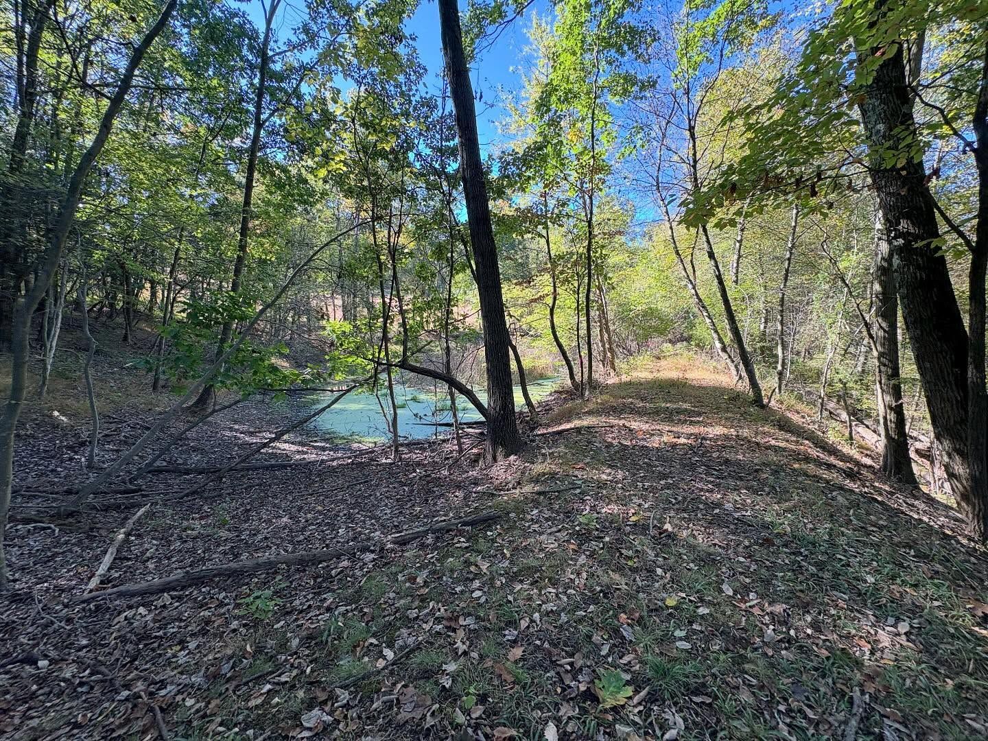 Wooded trail beside a small turquoise pond under tall green trees in daylight