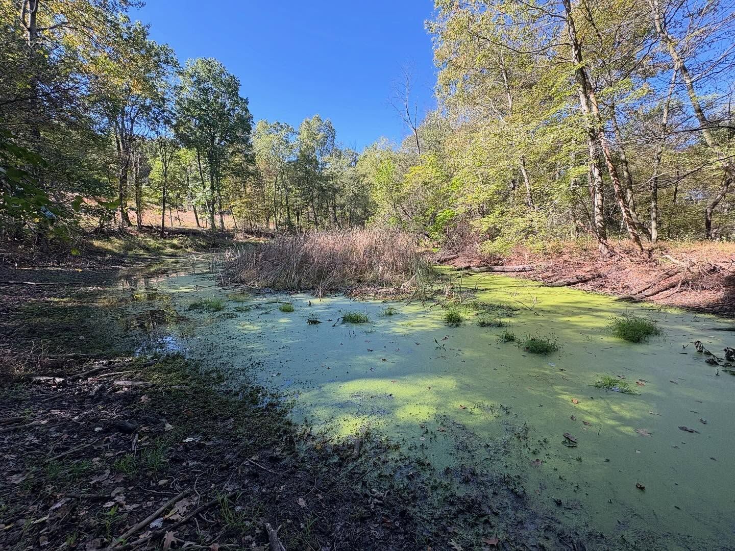 Small pond covered in green algae, surrounded by trees under a clear blue sky.