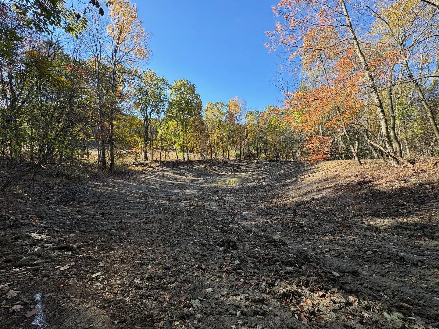 Leaf-covered wooded clearing under a blue sky, with autumn trees in green, yellow, and orange.