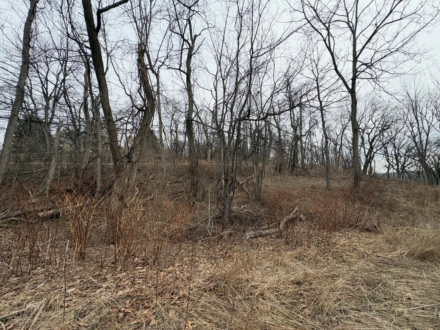 Leafless trees and dry undergrowth in a gray, overcast woodland scene