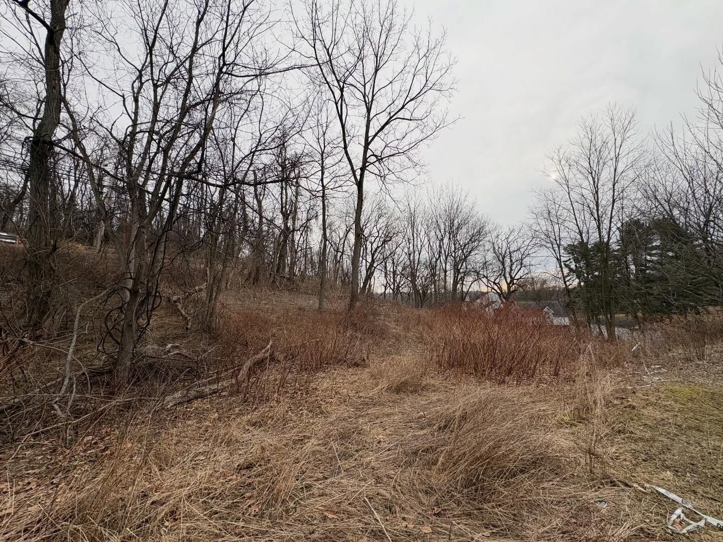 Leafless trees and dry grass cover a small hillside under a cloudy sky.