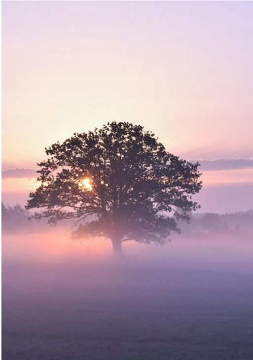 A lone tree stands in a misty field at sunrise, with light glowing through its leaves in shades of soft pink and purple.