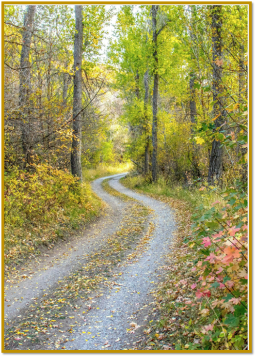 A winding dirt road travels through a forest filled with vibrant autumn foliage in shades of gold, green, and orange.